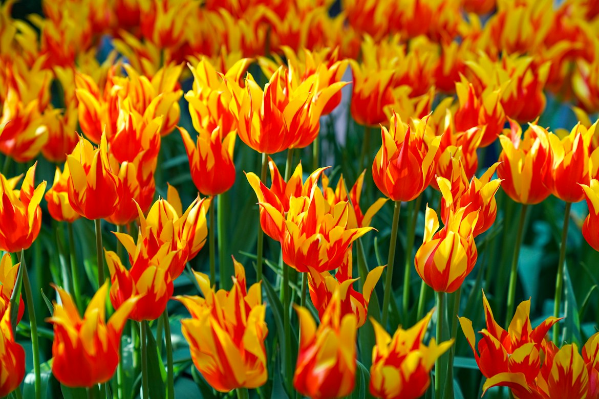 Vibrant yellow and red Istanbul tulips blooming in spring